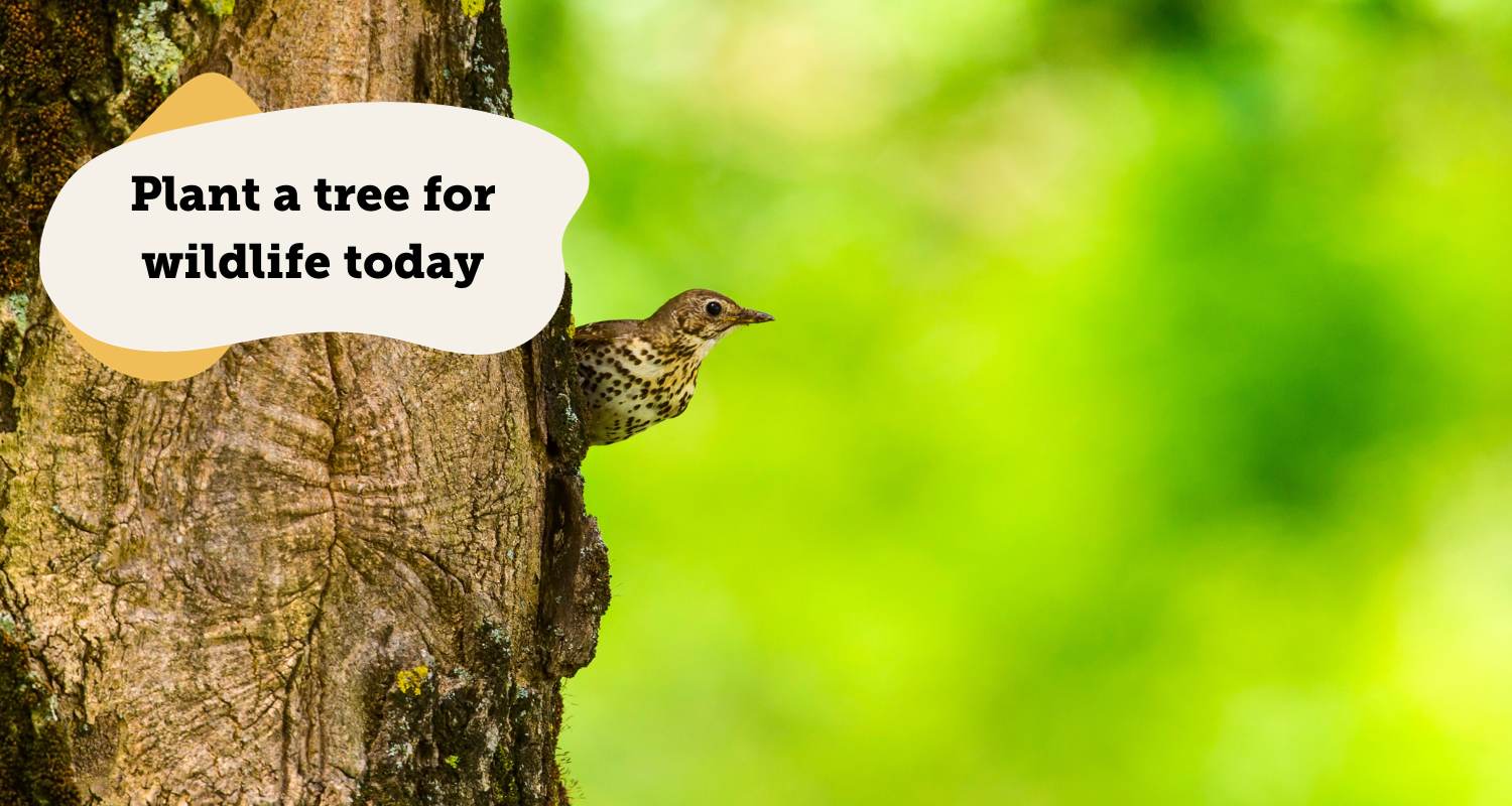 Song thrush looks out from behind a tree, with bright greenery in the background. 'Plant a tree for wildlife' text overlay. 