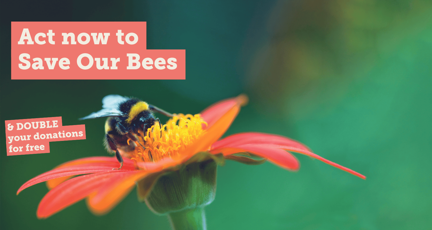 'Act now to Save our Bees & double your donations for free' overlaid onto image of bumblebee pollinating an orange flower
