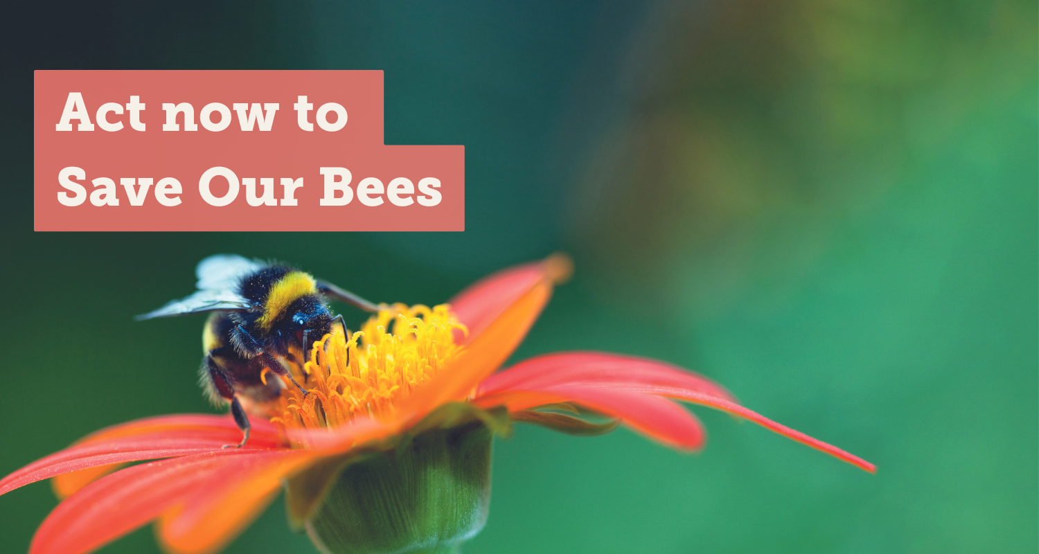 Bumblebee on red flower, text overlay reads "Act Now to Save Our Bees"
