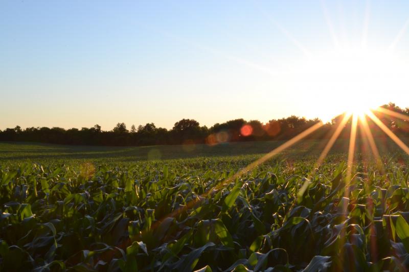 Dawn sun rising over a field of produce